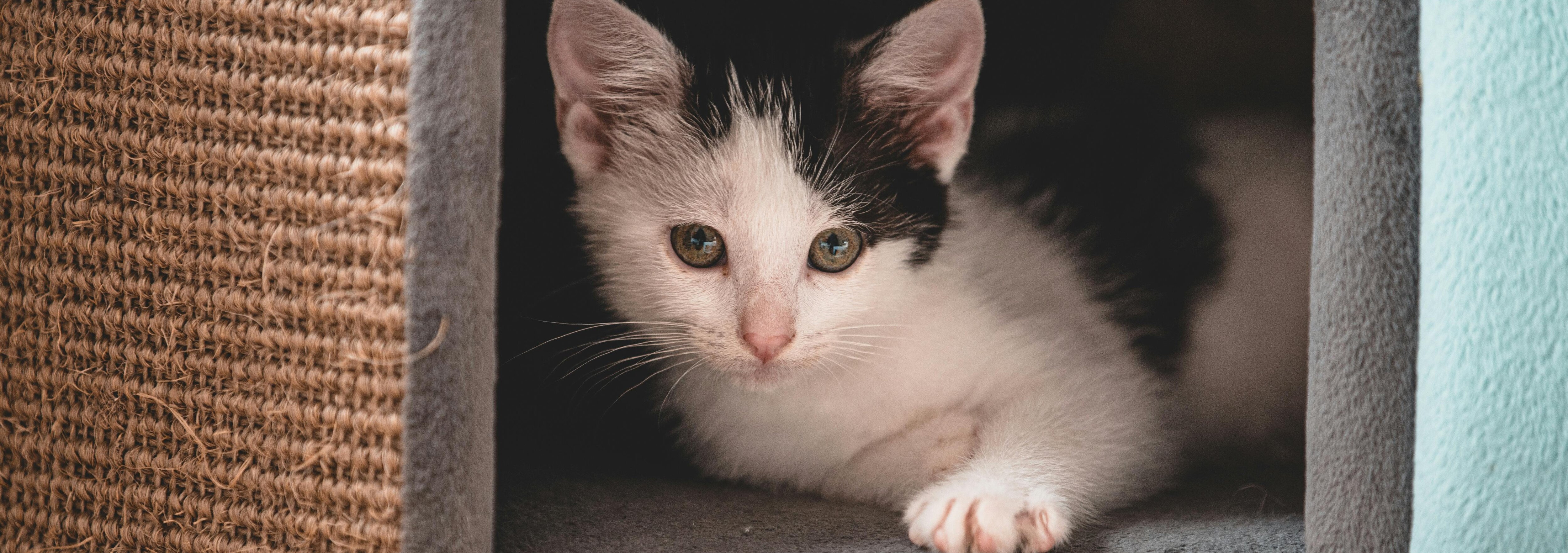 Katt kikar ut ur en klöstunna