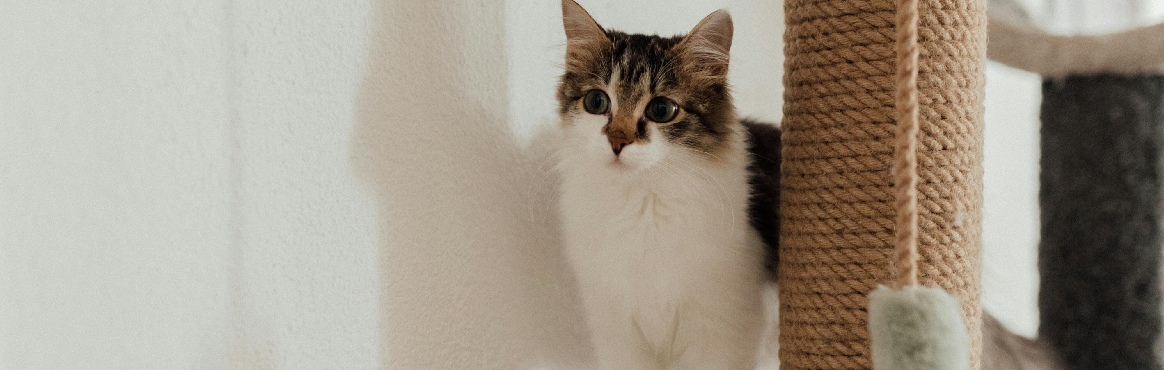 Katt står bredvid en klöspelare