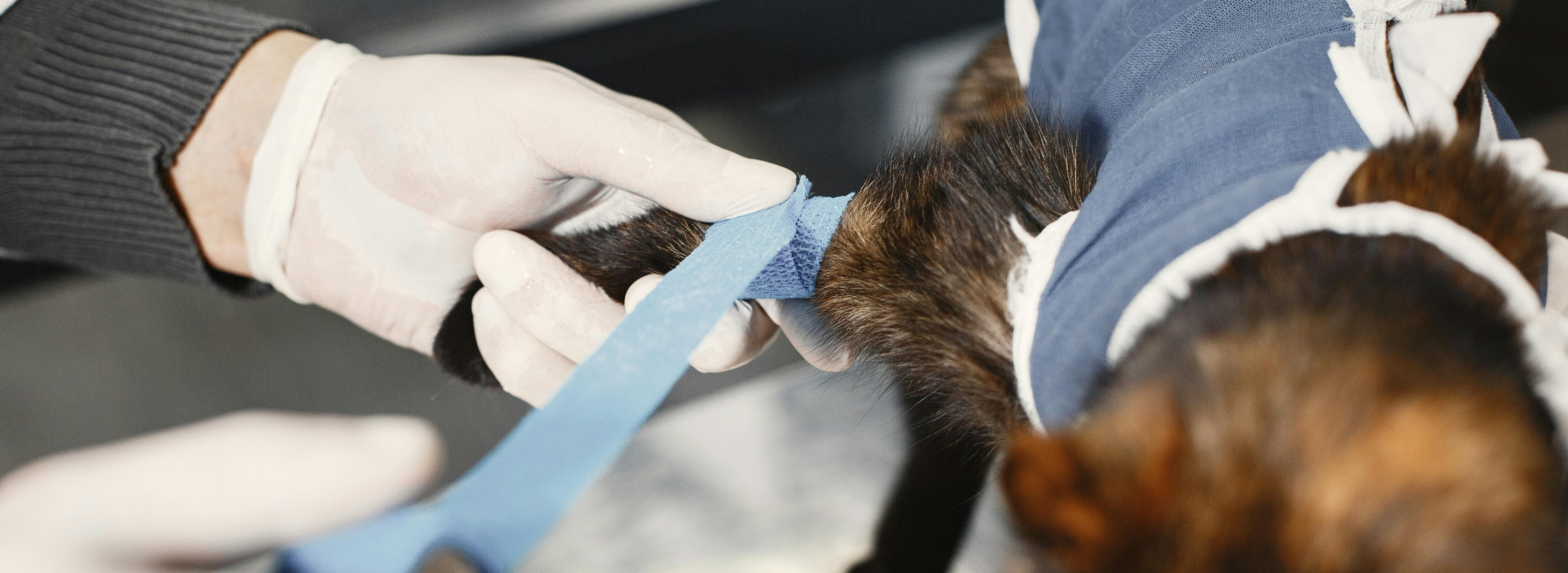 Katt fåt vet-flex lindat runt benet