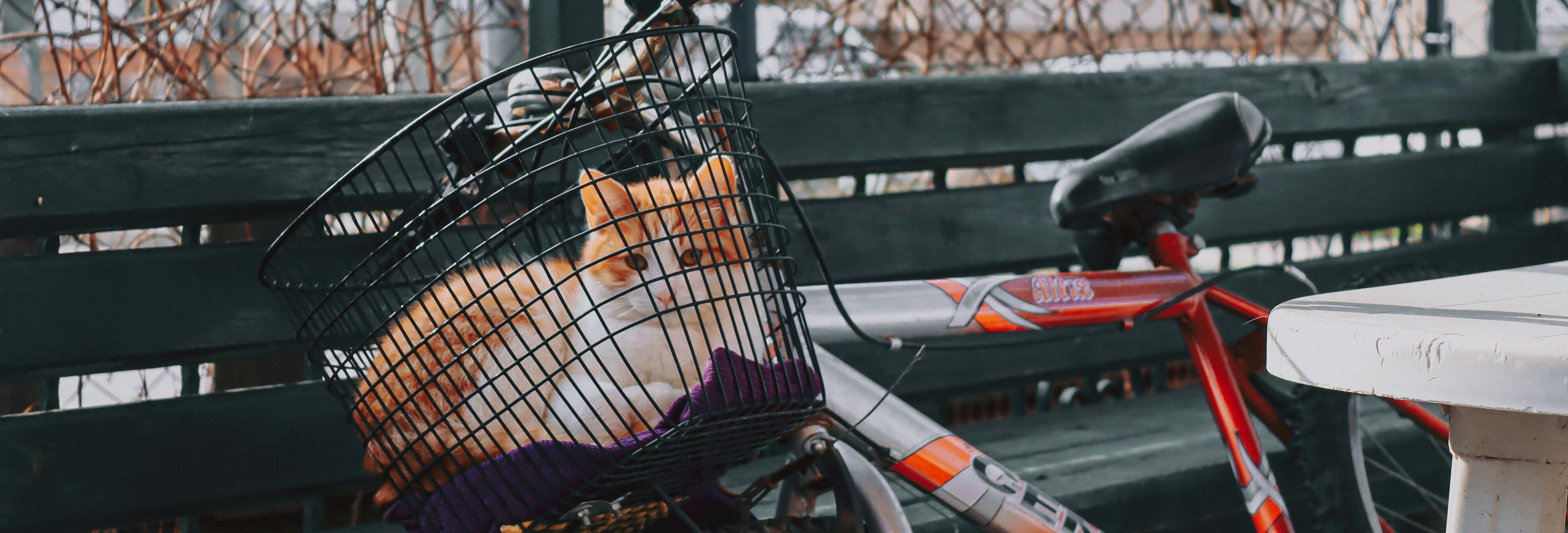 Katt ligger i en cykelkorg