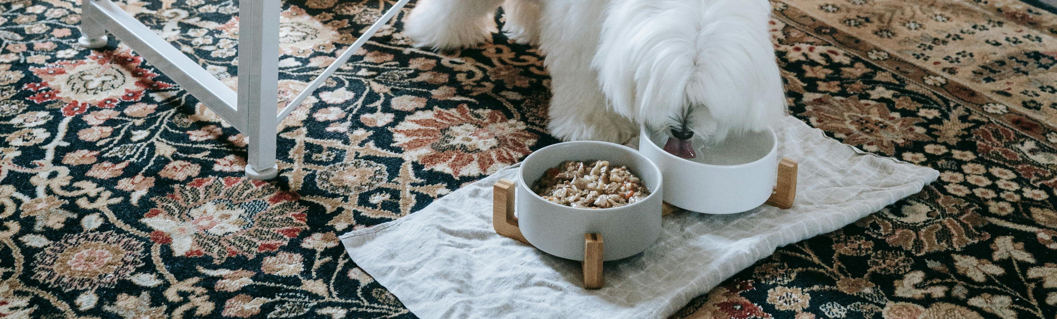 Hund äter ur en matbar