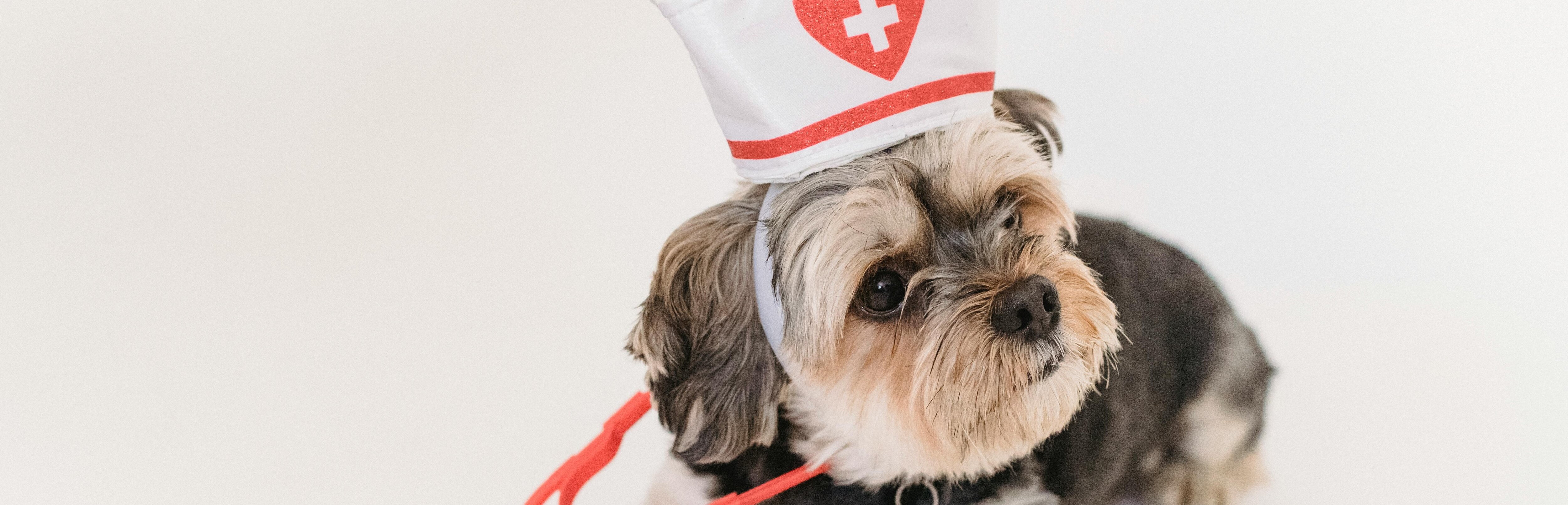 Hund utklädd till doktor 