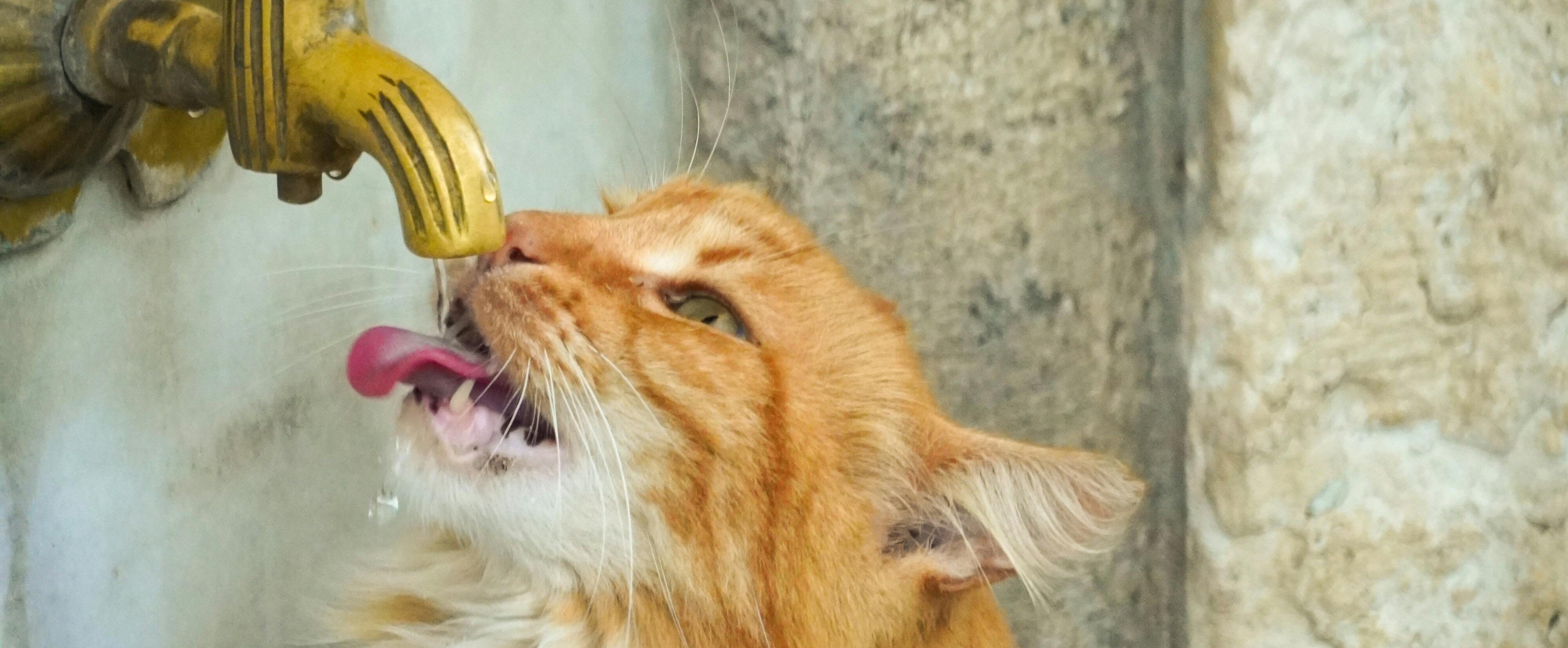 Katt dricker från en rinnande kran