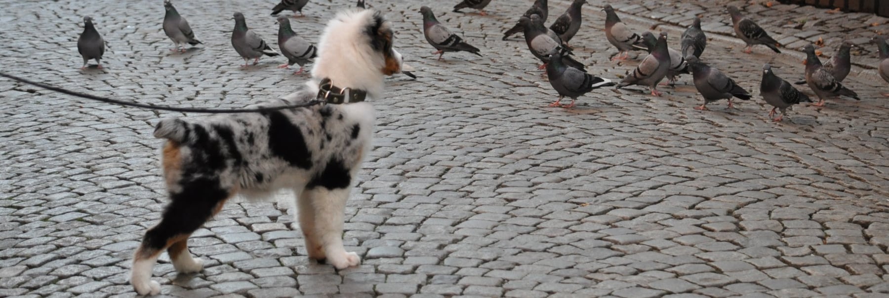 Nyfiken valp med halsband och koppel tittar på duvor