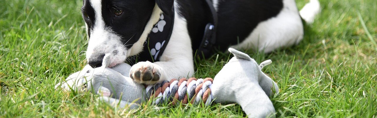 Svart/vit valp biter på en leksak