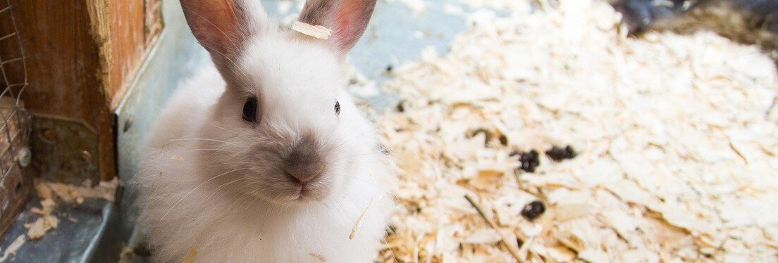 Kanin i ett smutsigt bottenmaterial