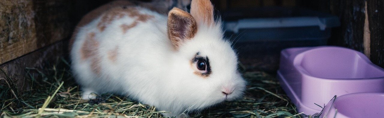 Kanin och en rosa plastskål