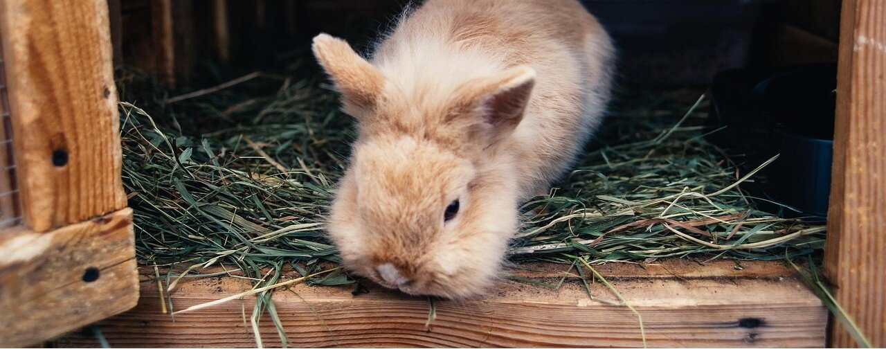 Kanin tittar ut ur dörröppningen på en utebur