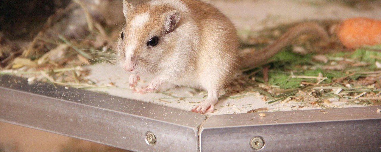 Gerbil sitter på en hylla