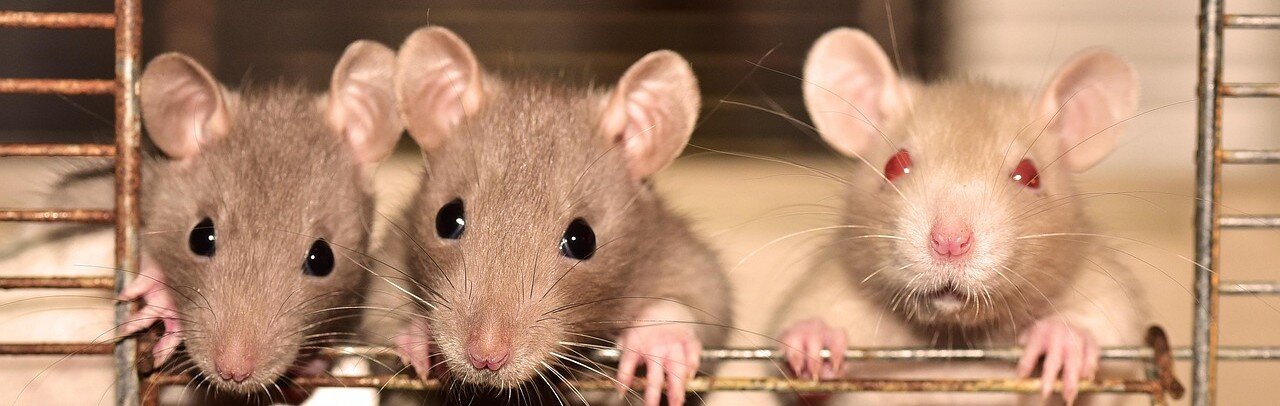 Tre råttor tittar ut ur en bur