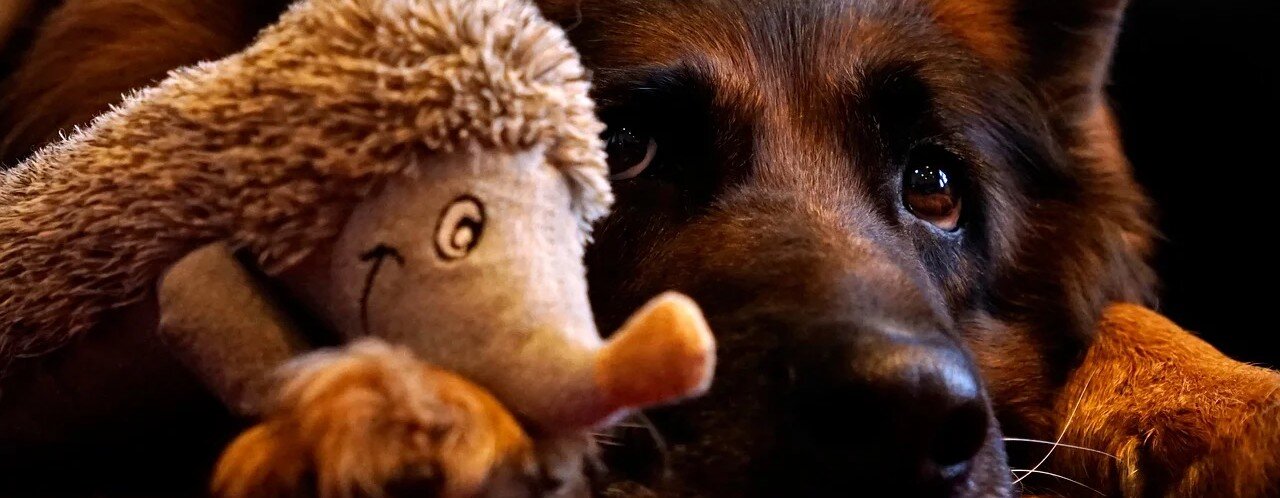 Hund myser med en plyschleksak i form av en igelkott