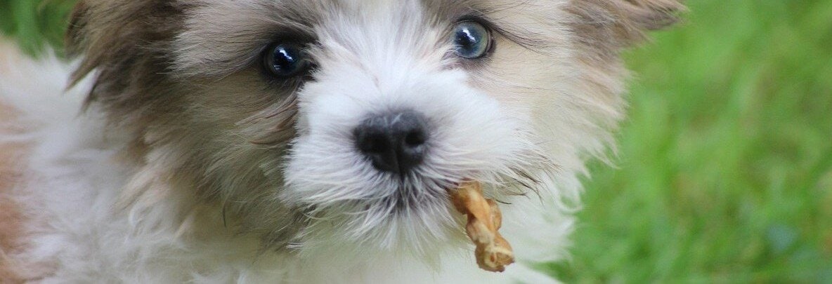 Hundvalp med ett litet tuggben som sticker ut ur munnen