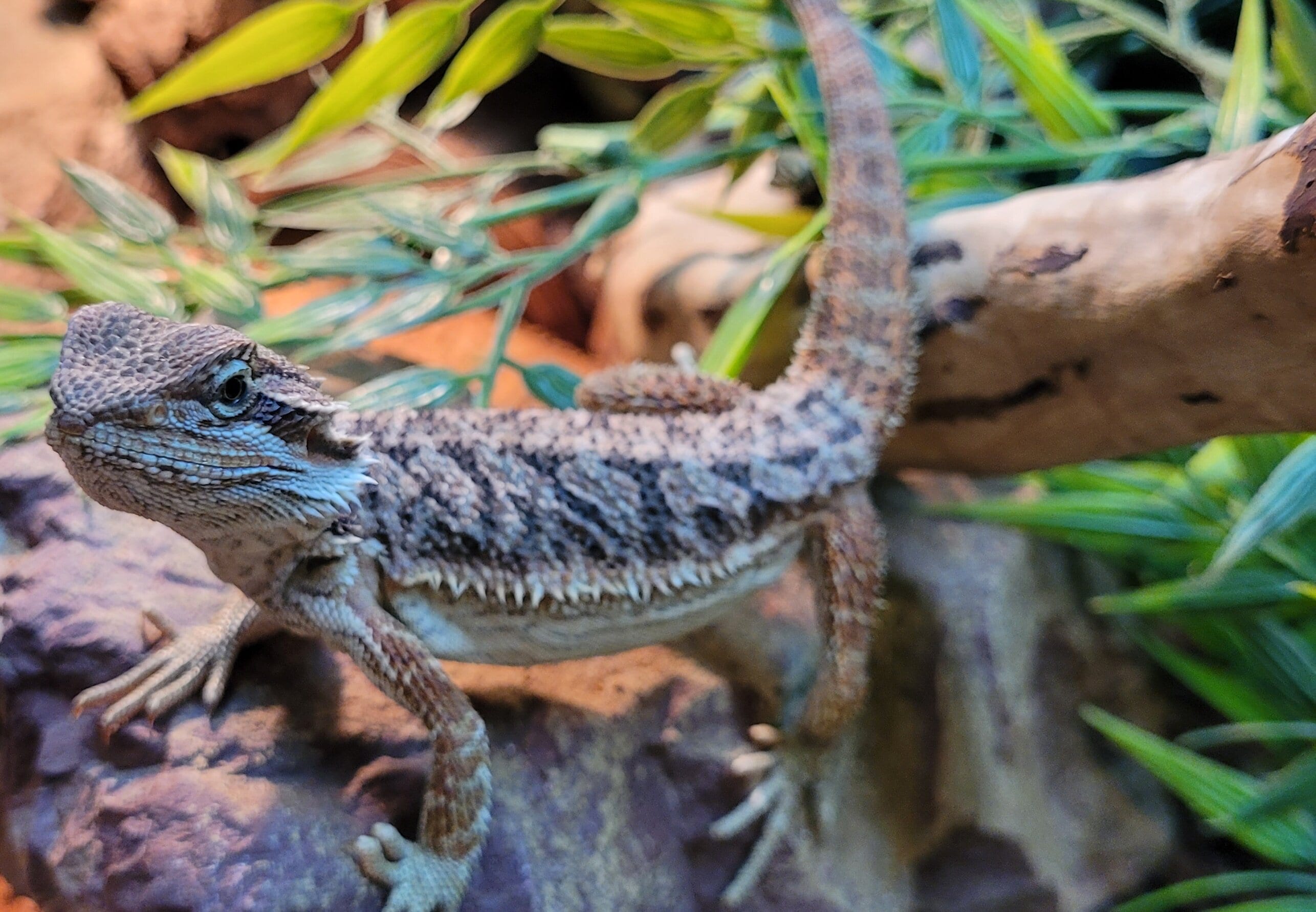 Skäggagam i ett terrarium som sitter på en sten.