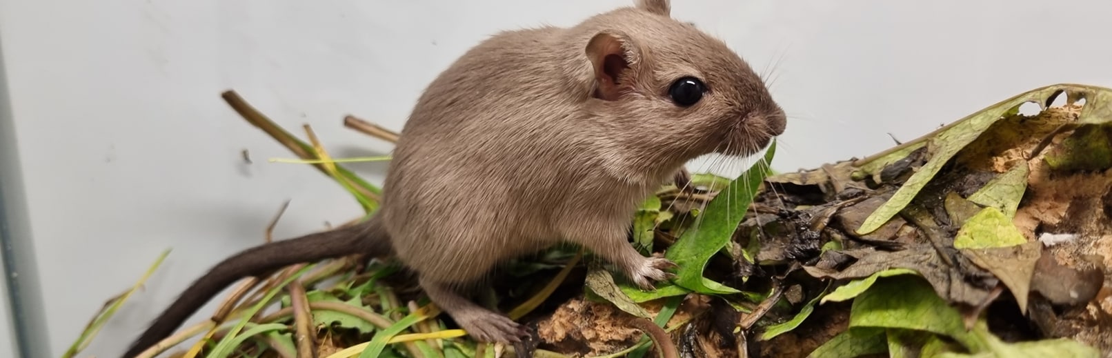 Söt gerbil bland löv