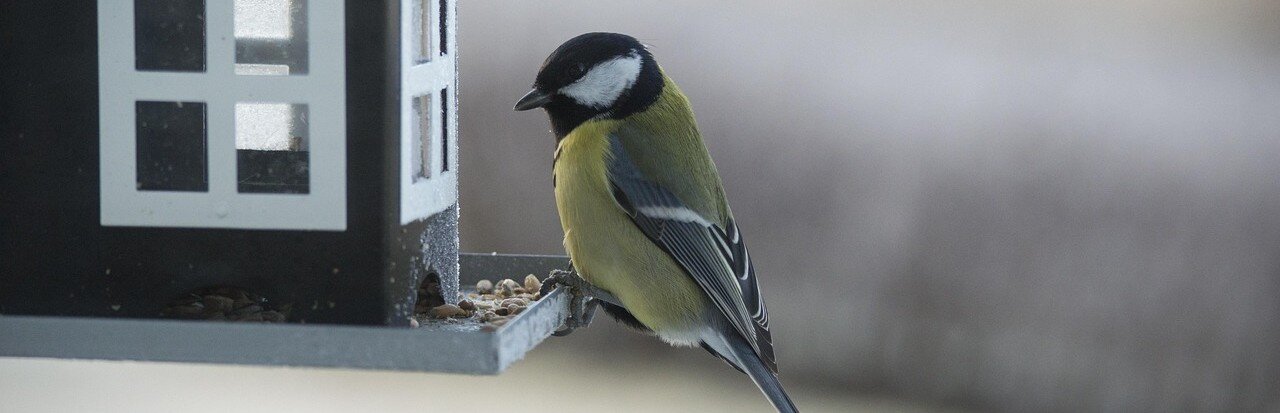 Vildfågel äter från en foderautomat