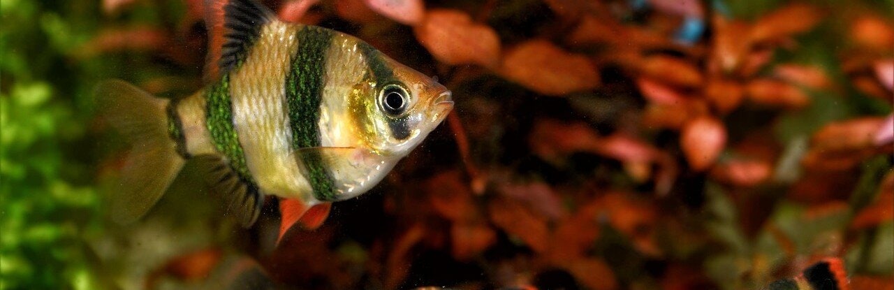 Tigerbarber i ett akvarium med röda växter