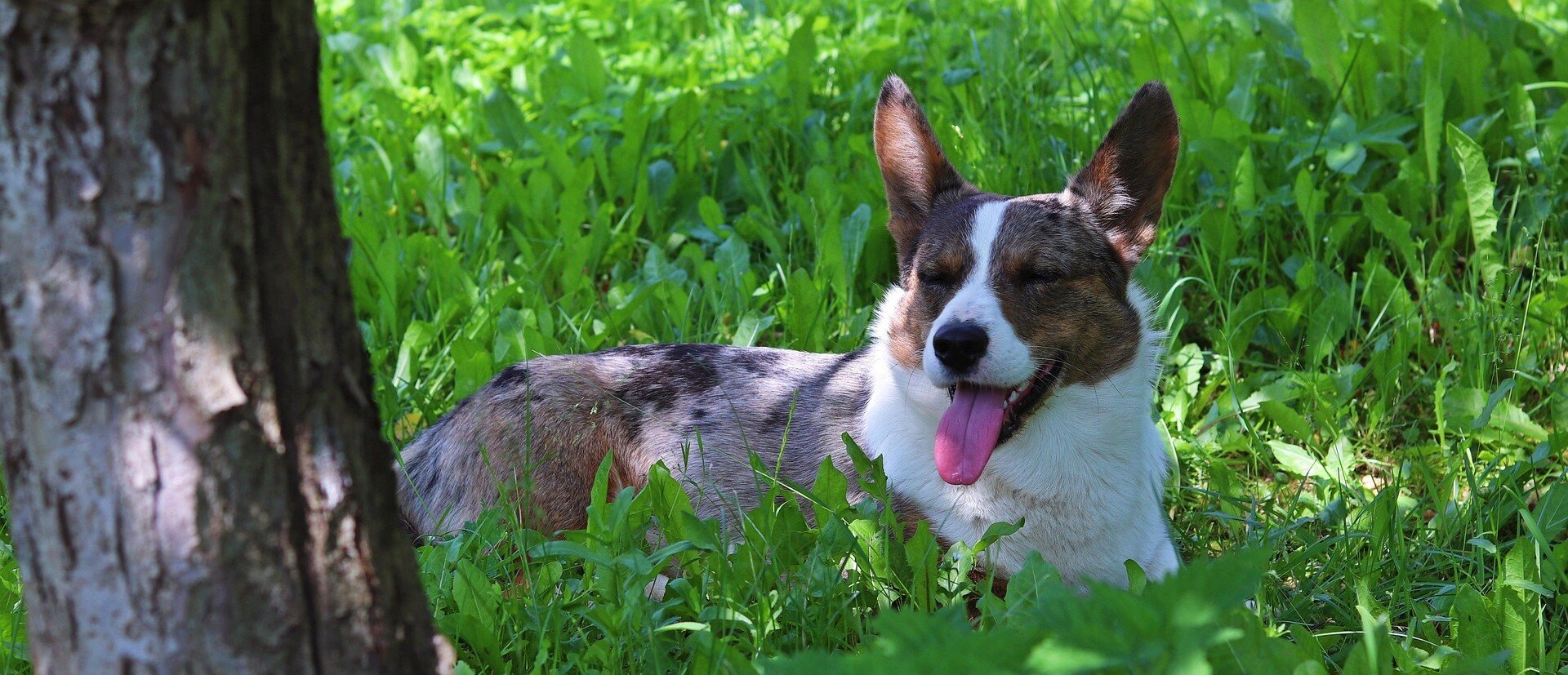 Hund ligger i gräs