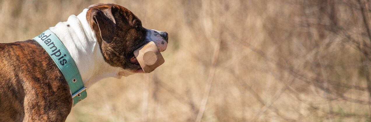 Hund bär på apportbock