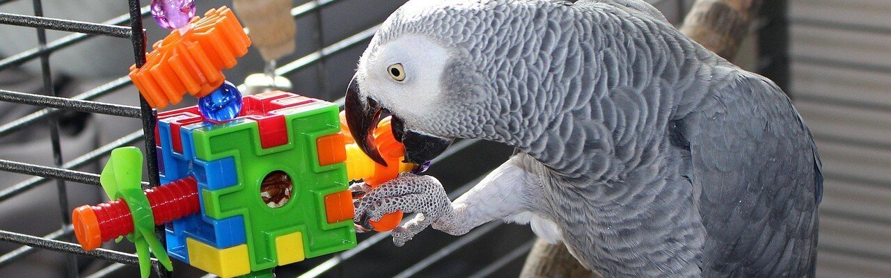 Papegoja leker med leksak