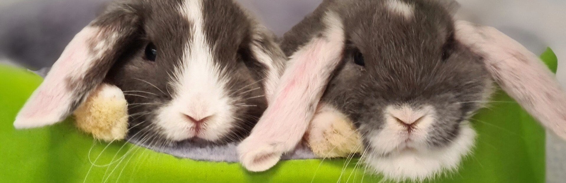 Två kaniner ligger i en grön kaninbädd