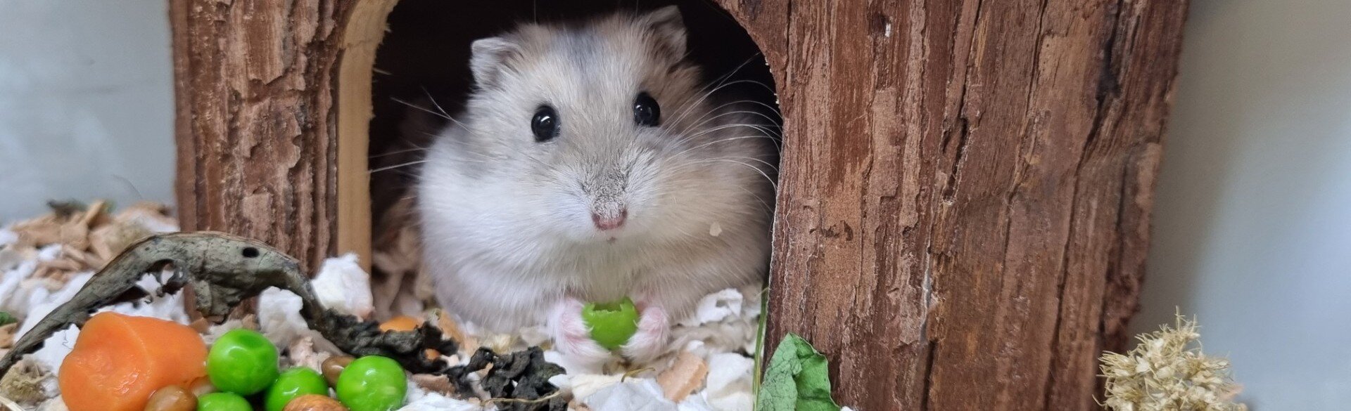 Hamster äter på en ärta