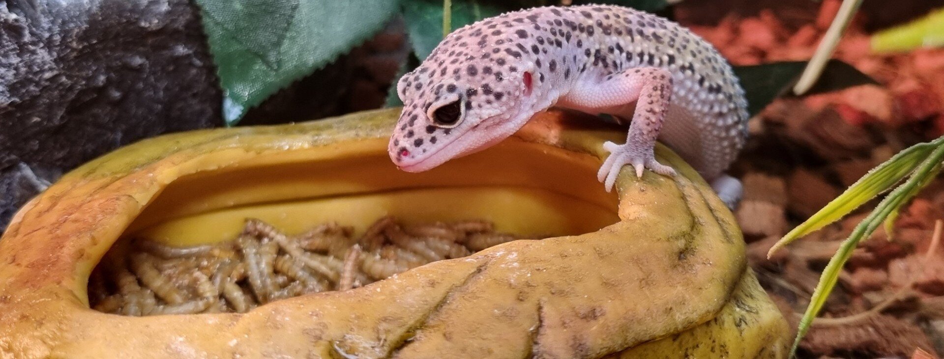 Tre landsköldpaddor äter sallad ur en stenskål