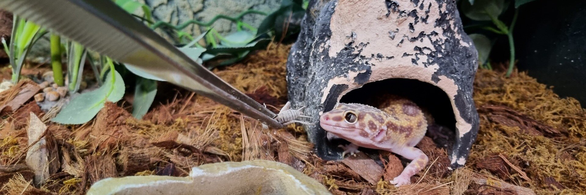 Gecko blir matad med en pincett