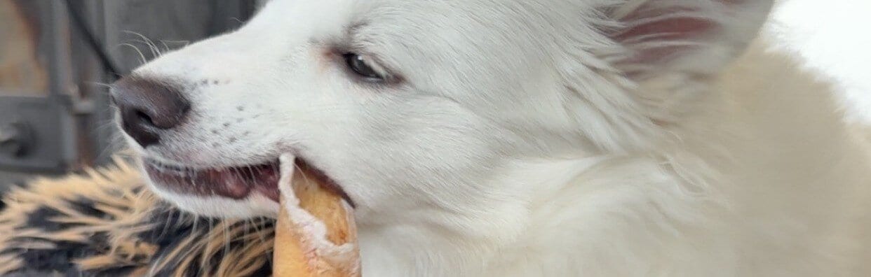 Hund tuggar på tuggben