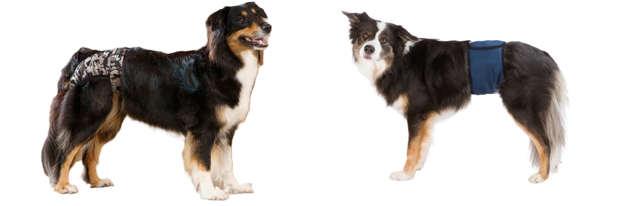 En hund med tikskydd och en hund med pinkskydd på sig