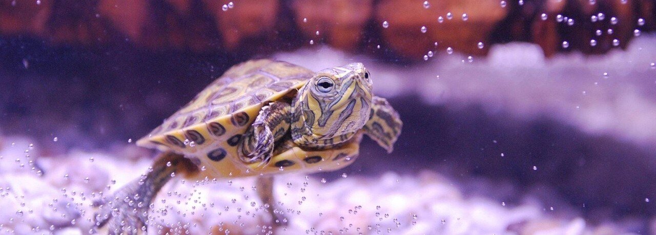 Vattensköldpadda simmar i vatten