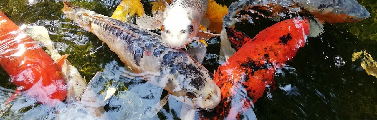 Koifiskar i en damm