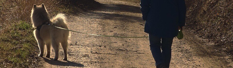 Hund promenerar med sin ägare