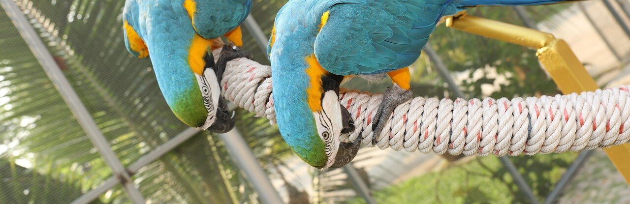 Två papegojor sitter på ett rep