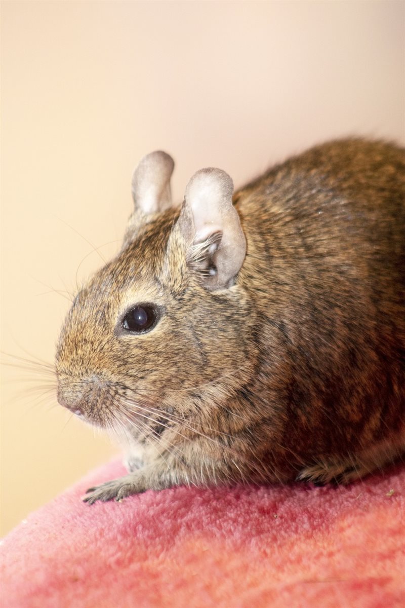 Degu hane