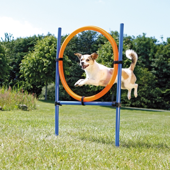 Agility hopphinder med ring