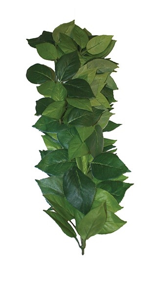 Konstväxt slingerväxt Ficus, 2 storlekar