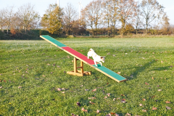 Vippbräda för agility