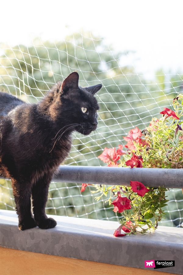Teleskopstolpe katt