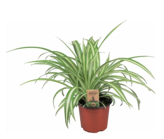 Levande Växt till katt, fågel, smådjur och reptil