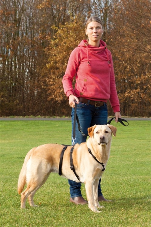 Stay Sele - flera storlekar - 2