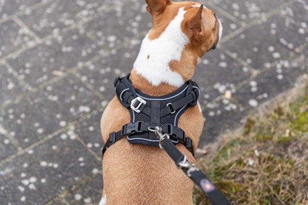 Sele Flex Mesh Svart, flera storlekar