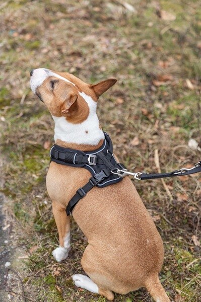 Sele Flex Mesh Svart, flera storlekar