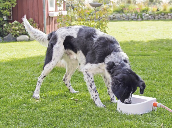 Vattenautomat för vattenslang