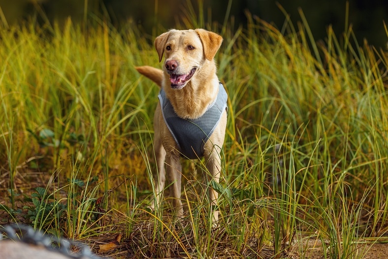 Rukka Kylväst flera storlekar