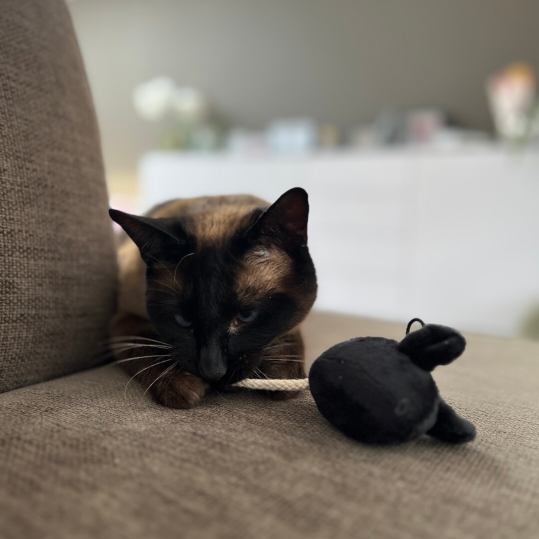 ILHC Möss Moosy 2-pack - 2