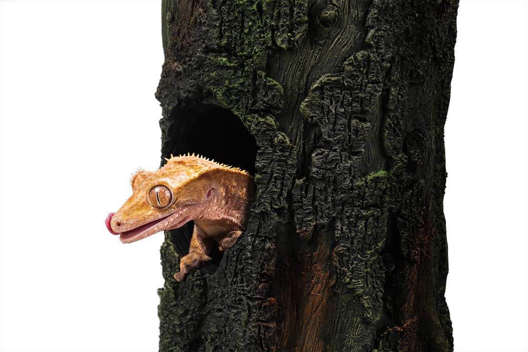 Gecko Tree 25cm