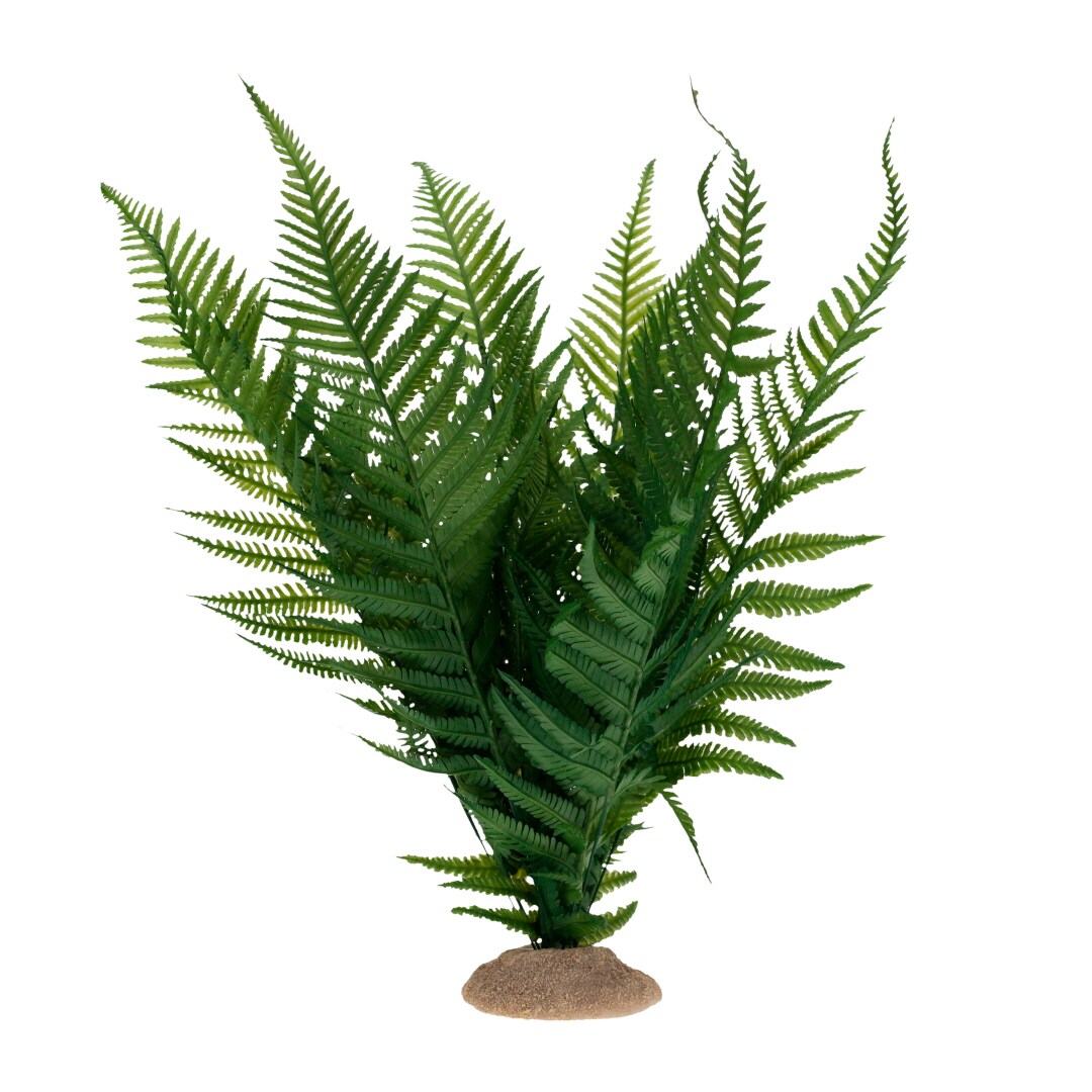 Ormbunke Medium 22cm