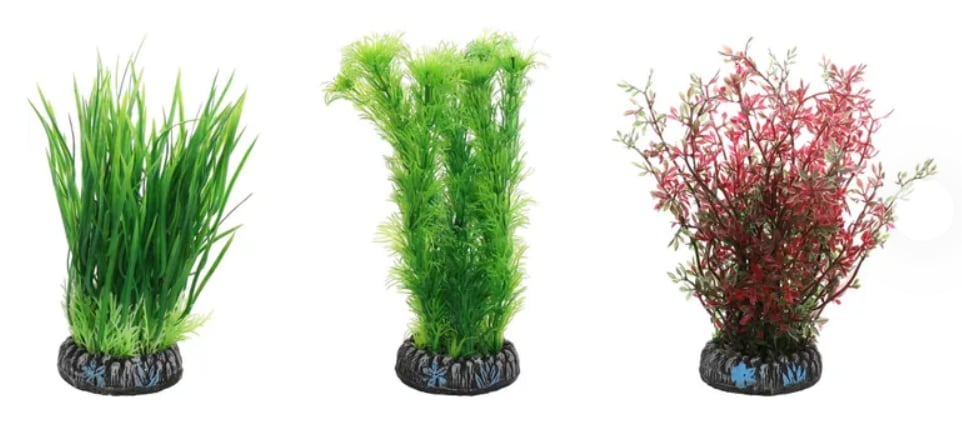 Plastväxt Sri Lanka Medium