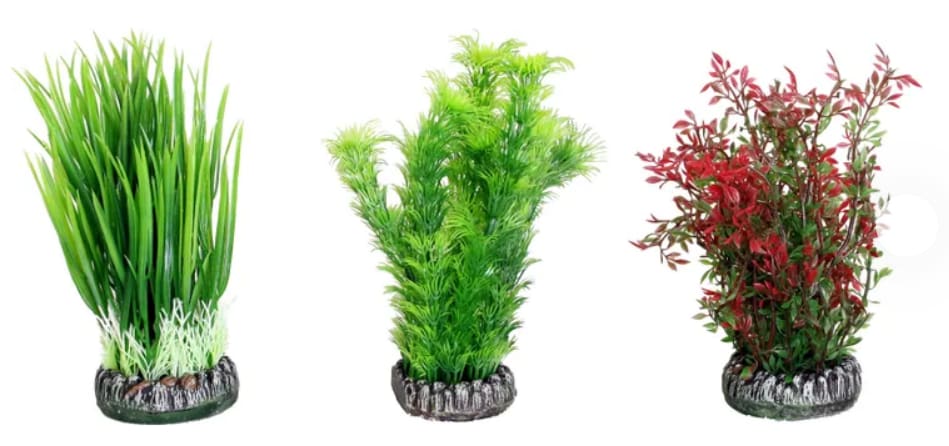 Plastväxt Sri Lanka Large