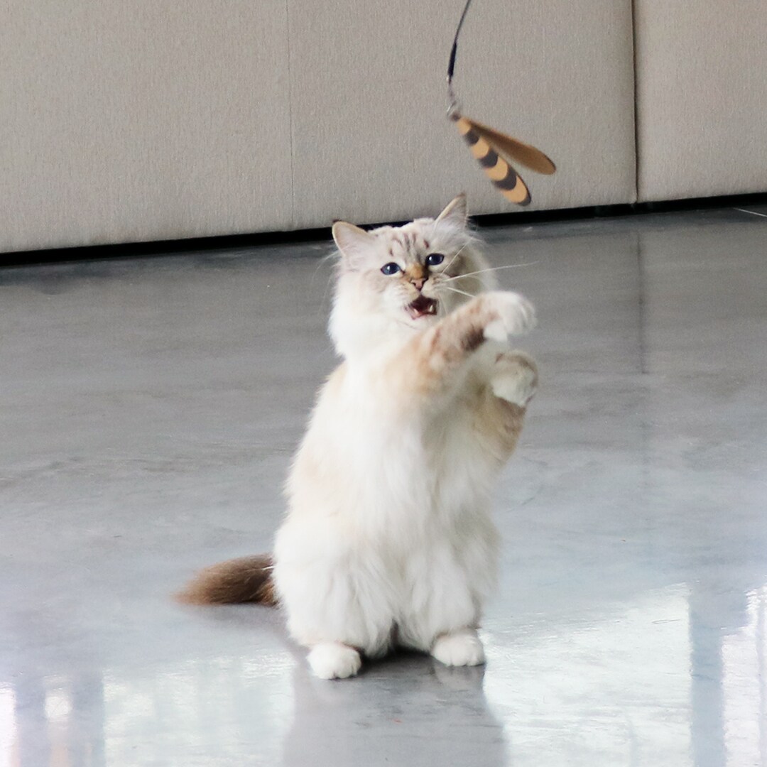 ILHC Teleskopspö Connor med tre byten